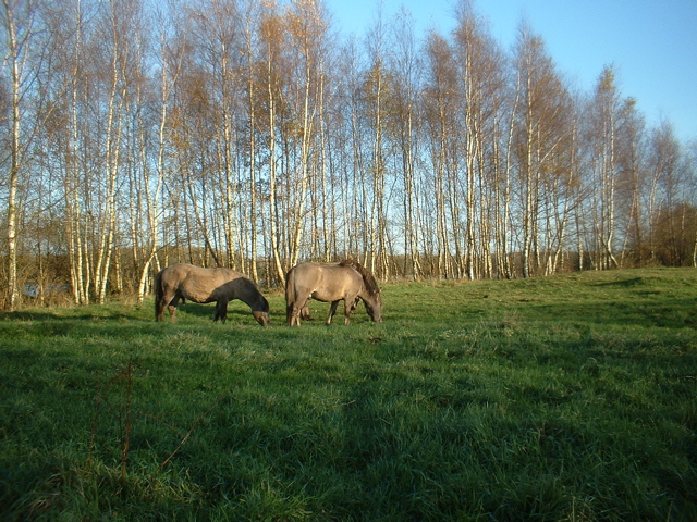 Konik horses (Groningen)