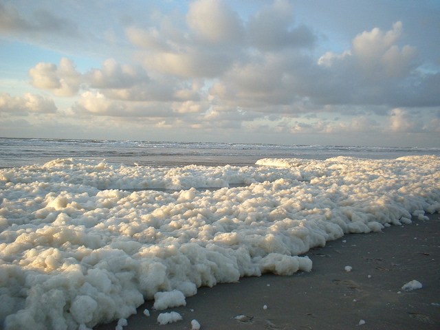White-crested beach