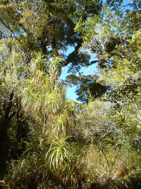 Mountain Cabbage Tree (Agavacaea) Heaphy Track