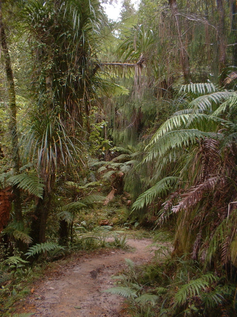 Rainforest between Lewis and Heaphy (Heaphy Track)