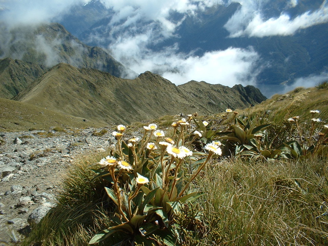 Mountain daisy (Celmisia) on the Kepler Track