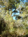 Mountain Cabbage Tree (Agavacaea) Heaphy Track