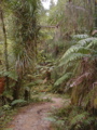 Rainforest between Lewis and Heaphy (Heaphy Track)
