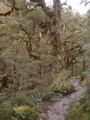 Rainforest (Routeburn)