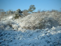 Snow at Meijendel