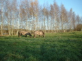 Konik horses (Groningen)