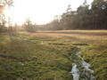 Grassland with wells and a little stream (Springendal)