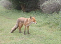 Red fox (Amsterdamse Waterleiding Duinen)