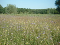 Flowering grassland (Polderpark Leiden)